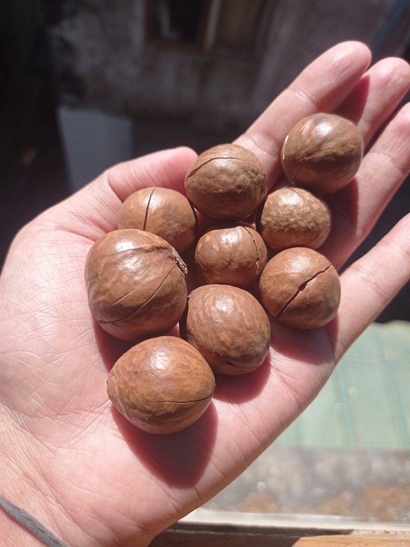 夏威夷果